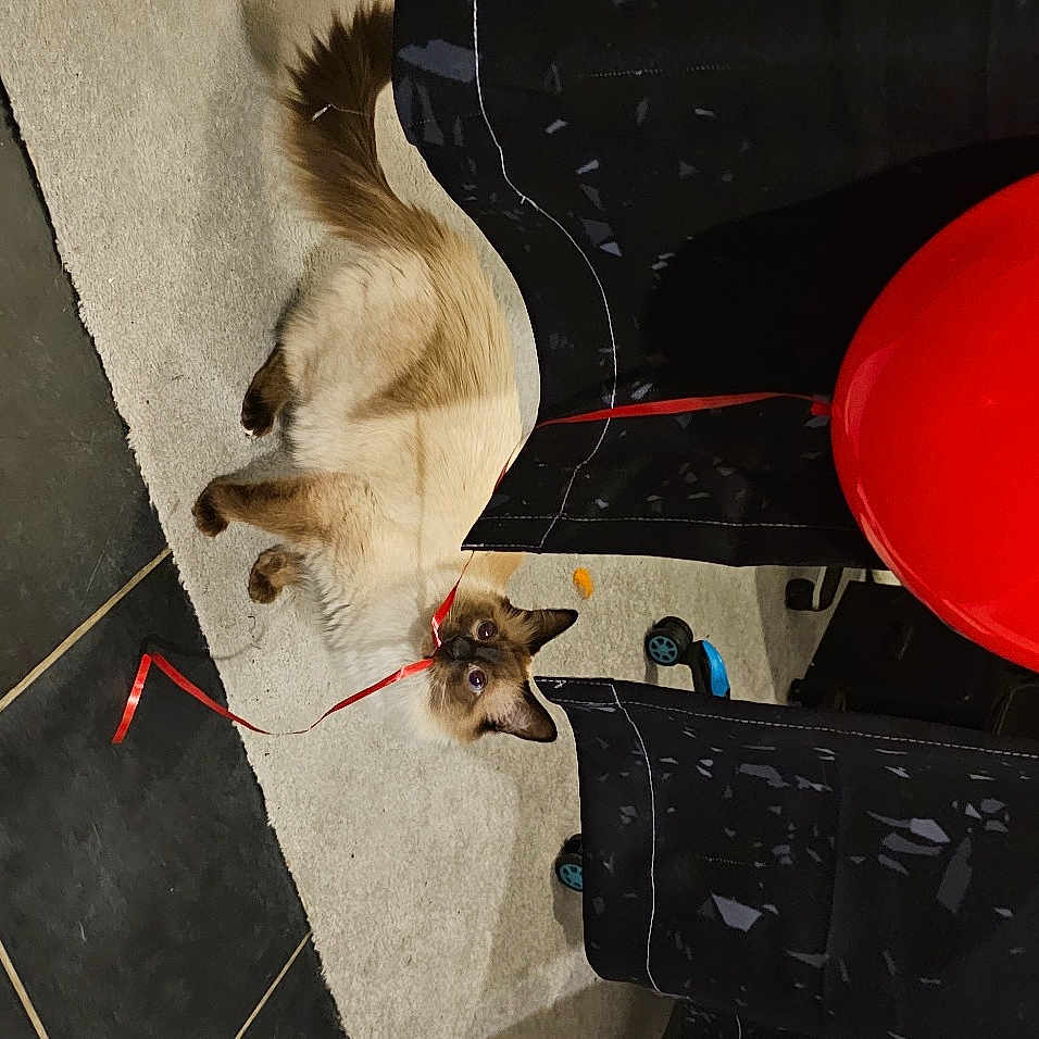 Nox participe au concours pour gagner de l'argent avec cette photo : art, balloon, carmine, circle, event, felidae, flooring, fur, gas, party_supply, pet_supply, plastic, room, small_to_medium_sized_cats, sphere, tail, visual_arts, whiskers, wood
