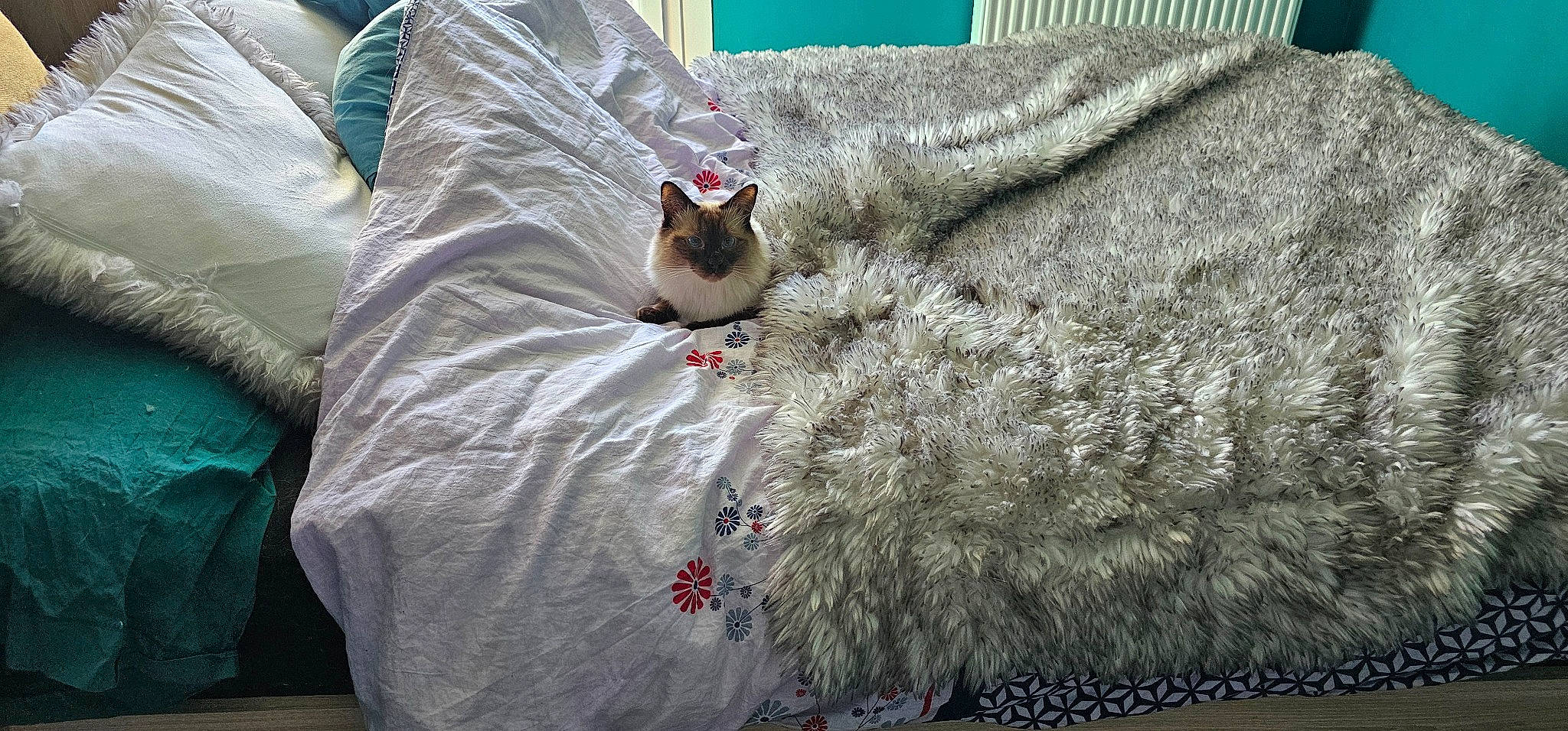 Nox participe au concours pour gagner de l'argent avec cette photo : bed_sheet, bedding, carnivore, cat, comfort, domestic_short_haired_cat, fawn, felidae, flooring, fur, grass, grey, linens, room, small_to_medium_sized_cats, tail, textile, whiskers, wood, wool