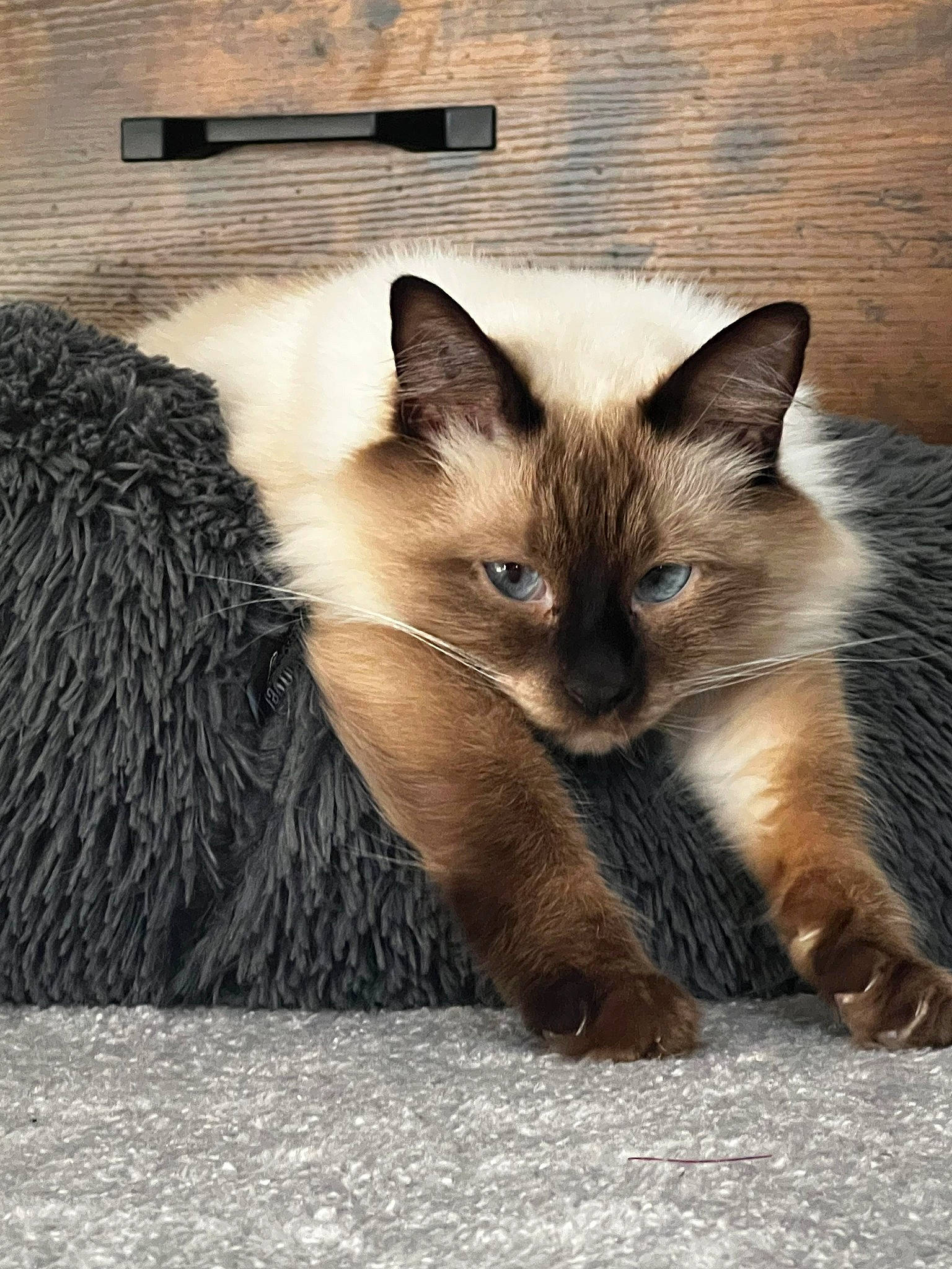 Nox a rejoint le concours — aidez-le/la à gagner de superbes lots ! birman, carnivore, cat, claw, fawn, felidae, fur, mammal, ragdoll, siamese, small_to_medium_sized_cats, snout, tail, terrestrial_animal, thai, vertebrate, whiskers, wildlife