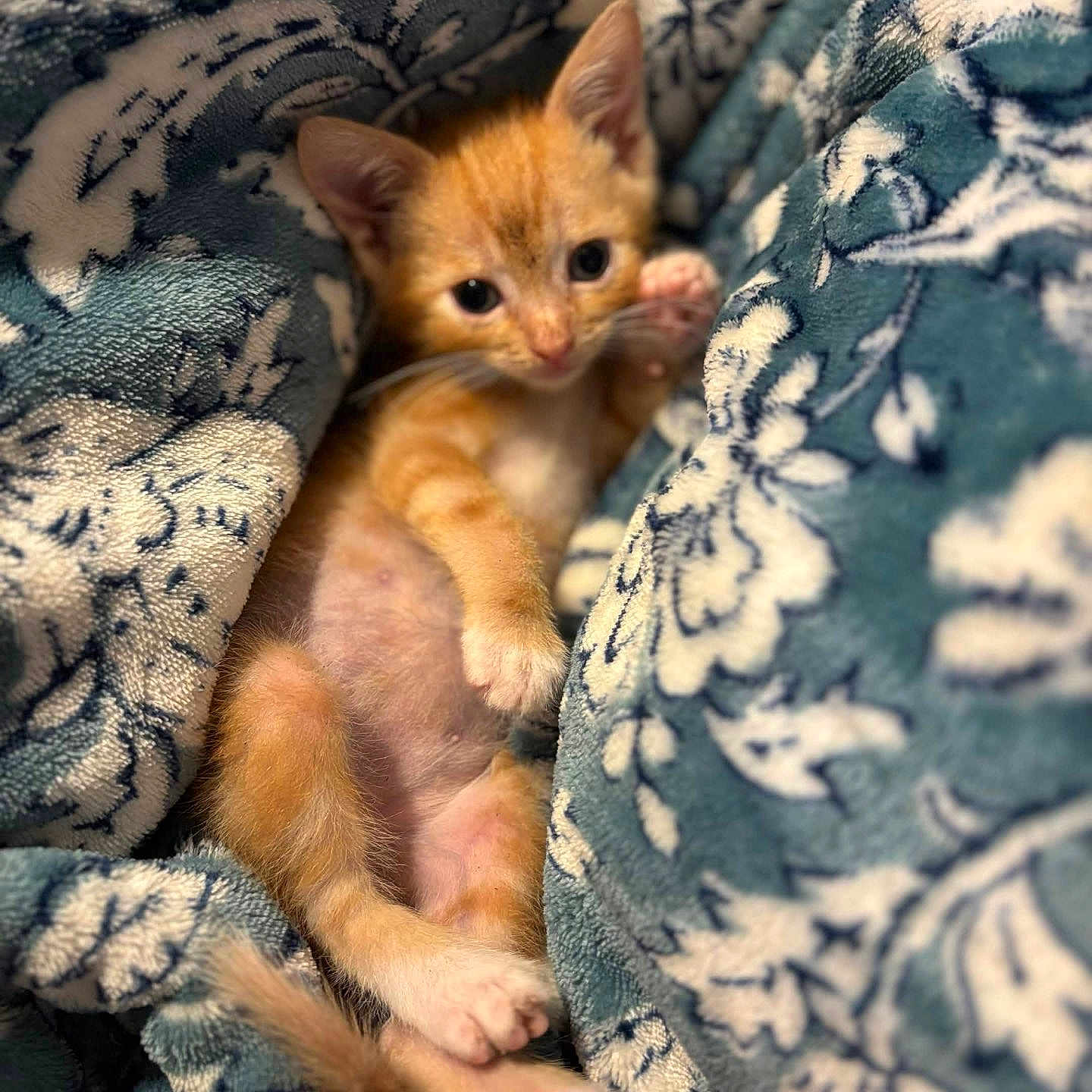 Leroy joined the competition — help win amazing prizes! kitten, cat, orange_cat, blanket, patterned_blanket, cozy, cute, pet, animal, feline, paw, fur, young, resting, indoor, soft_texture, closeup, small, curious, lying_down
