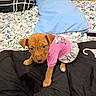 puppy, dog, pet, clothing, dress, pink, grey, bed, blanket, pillow, floral, indoor, cute, young, animal, brown, fabric, resting, looking, adorable