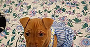 Queenie joined the competition — help win amazing prizes! puppy, dog, bed, floral_pattern, blue_dress, gingham, daisy_trim, cute, pet, indoor, fabric, animal, young_dog, curious, brown_puppy, small_dog, canine, dress, textile, pattern