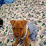 puppy, dog, bed, floral_pattern, blue_dress, gingham, daisy_trim, cute, pet, indoor, fabric, animal, young_dog, curious, brown_puppy, small_dog, canine, dress, textile, pattern
