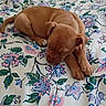 puppy, dog, sleeping, bed, blanket, floral_pattern, brown, cute, pet, animal, young, resting, indoors, cozy, small, fur, paw, nose, ears, peaceful