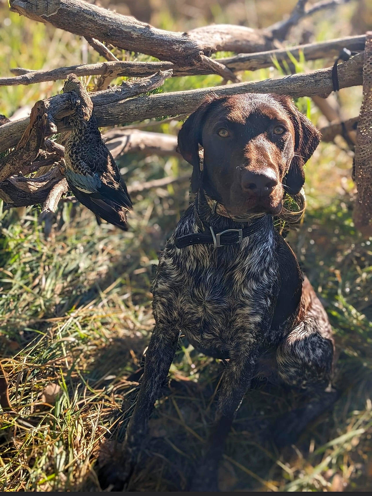Lakoda is registered to the contest to win money with this photo: braque_francais, canidae, carnivore, companion_dog, dog, dog_breed, fawn, german_shorthaired_pointer, grass, gun_dog, liver, old_danish_pointer, plant, pointing_breed, soil, sporting_group, terrestrial_animal, wildlife, wood, working_animal