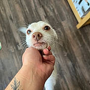 Pablo is registered to the contest to win money with this photo: dog, chihuahua, small_dog, white_fur, whiskers, nose, brown_eyes, hand, tattoo, hardwood_floor, indoor, close_up, looking_up, owner_hand, playful, pet, portrait, packaging_box, paw, floorboards