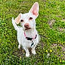 dog, white_dog, small_dog, white_fur, collar, dog_tag, ear_up, grass, green_field, dandelion, paws, tail, attentive, cute, portrait, closeup, outdoors, pet, tiny_flowers, snout