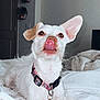 dog, white_dog, small_dog, tongue_out, licking, terrier, pet, collar, collar_tag, bed, blanket, indoor, portrait, close_up, cute, ears, fur, paw, nose, soft_lighting