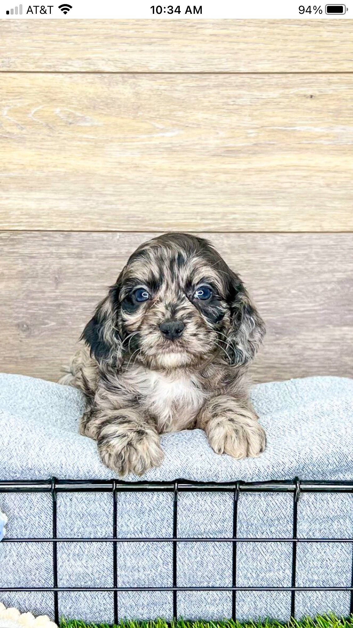 Wylie joined the competition — help win amazing prizes! art, canidae, carnivore, companion_dog, dog, dog_breed, fence, font, fur, liver, monument, sculpture, snout, sporting_group, statue, terrestrial_animal, terrier, toy_dog, wood, working_animal