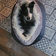 Neige participe au concours pour gagner de l'argent avec cette photo : dog, pet_bed, floor, tile_floor, wooden_floor, black_and_white, small_dog, cozy, indoors, curious, fur, animal, resting, looking_up, patterned_tiles, home, comfort, cute, relaxed, domestic