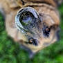 animal, blurred_background, brown_fur, canine, close_up, curious, daylight, dog, eyes, fur, grass, green, muzzle, nature, nose, outdoor, pet, playful, portrait, snout
