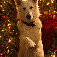 Lou a rejoint le concours — aidez-le/la à gagner de superbes lots ! animal, celebration, christmas, christmas_lights, christmas_tree, collar, cute, decorations, dog, festive, fur, holiday, indoors, ornaments, paw, pet, pine_tree, portrait, warm_lighting, white_dog