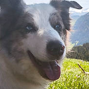 Rio participe au concours pour gagner de l'argent avec cette photo : animal, blue_eyes, close_up, daytime, dog, ears, fur, grass, happy, landscape, mountain, nature, outdoor, panting, pet, scenery, sky, snout, sunlight, tongue_out