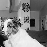 Rio a rejoint le concours — aidez-le/la à gagner de superbes lots ! dog, indoor, living_room, couch, clock, wall_decor, butterfly, pet, furry, animal, black_and_white, portrait, household, cute, companion, home, furniture, domestic, sitting, canine