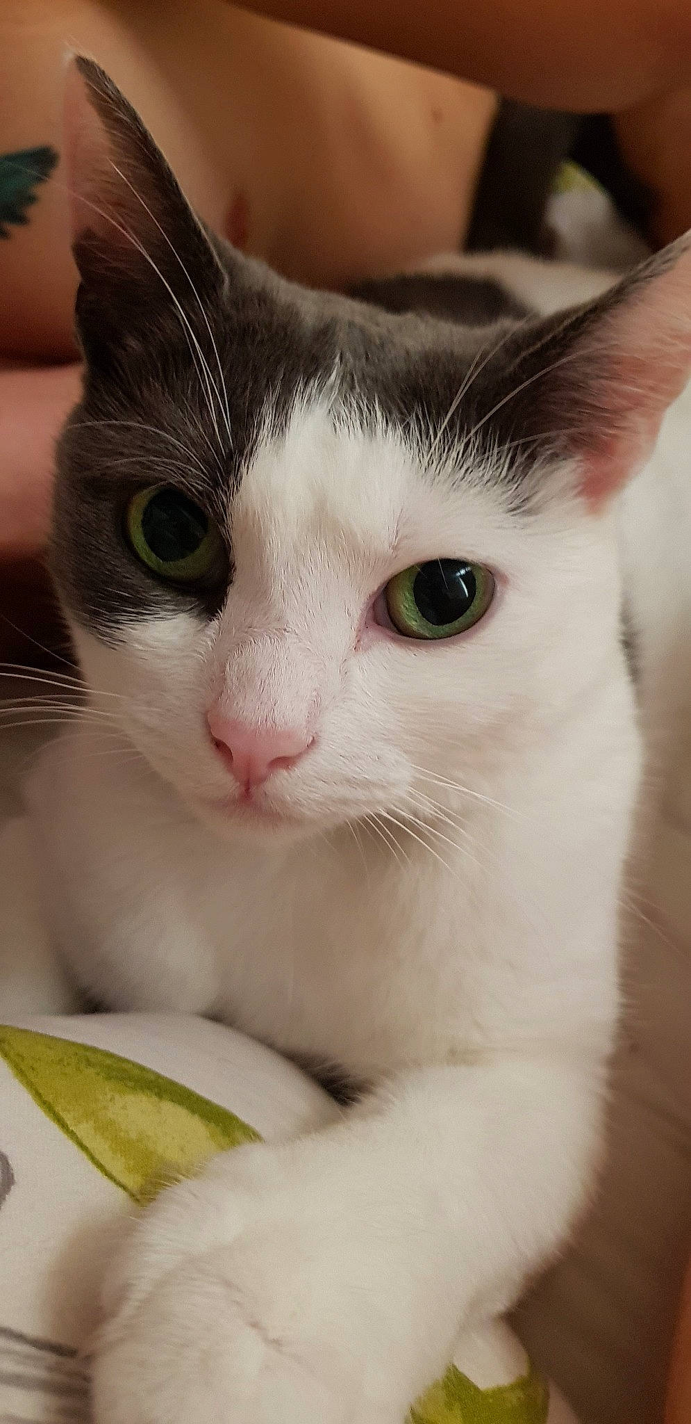 Gracie is registered to the contest to win money with this photo: aegean_cat, american_wirehair, asian, burmilla, carnivore, cat, domestic_short_haired_cat, eye, felidae, japanese_bobtail, javanese, kitten, mammal, polydactyl_cat, small_to_medium_sized_cats, snout, turkish_van, vertebrate, whiskers