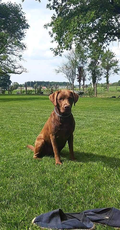 Milow a rejoint le concours — aidez-le/la à gagner de superbes lots ! carnivore, cloud, companion_dog, dog, dog_breed, fawn, grass, grassland, gun_dog, landscape, lawn, liver, pasture, plant, prairie, sky, snout, sporting_group, tree, working_animal