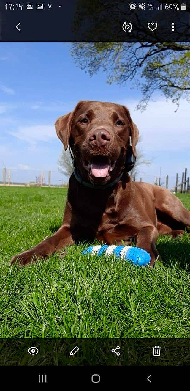 Milow participe au concours pour gagner de l'argent avec cette photo : carnivore, cloud, collar, companion_dog, dog, dog_breed, dog_collar, fence, grass, grassland, gun_dog, liver, plant, pointing_breed, retriever, sky, snout, sporting_group, tree, working_animal