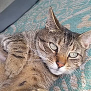 Daisy May is registered to the contest to win money with this photo: cat, tabby_cat, pet, feline, fur, whiskers, carpet, pattern, indoor, relaxed, close_up, animal, cute, ears, paw, lying_down, domestic_animal, mammal, home, resting