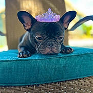 Ollie joined the competition — help win amazing prizes! dog, french_bulldog, black_dog, tiara, purple_tiara, cushion, chair, wicker_chair, outdoor, pet, animal, cute, resting, close_up, portrait, furniture, daylight, expression, head, ears