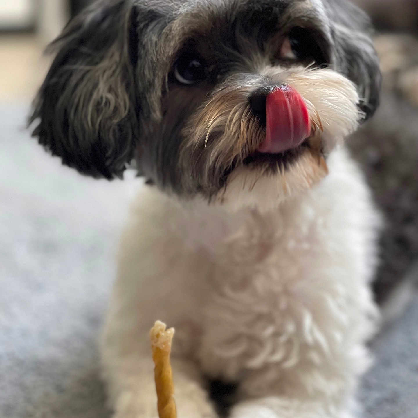 Pistache participe au concours pour gagner de l'argent avec cette photo : dog, pet, animal, cute, fluffy, licking, nose, treat, carpet, indoor, closeup, curly_fur, black_and_white, lying_down, adorable, fur, canine, playful, expression, soft_light