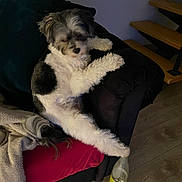 Pistache participe au concours pour gagner de l'argent avec cette photo : dog, couch, blanket, red_cushion, wooden_floor, stairs, indoor, bottle, paw, fur, pet, curious, relaxed, black_and_white, small_dog, cozy, furniture, living_room, animal, domestic