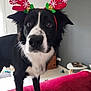 dog, black_and_white, antlers, christmas, holiday, indoor, pet, curious, furry, animal, decorations, red, white, face, ears, floor, furniture, table, living_room, close_up