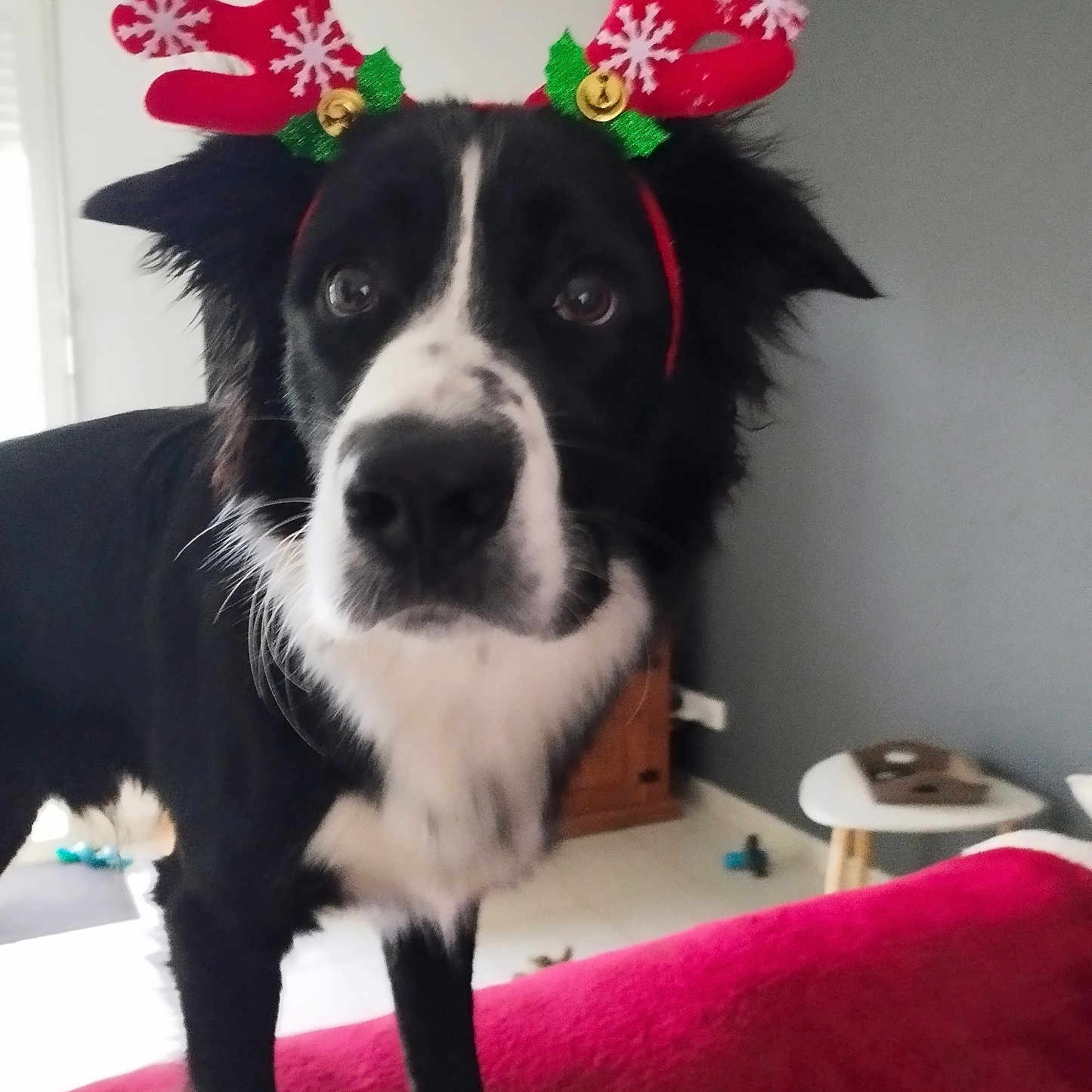 Rio participe au concours pour gagner de l'argent avec cette photo : animal, antlers, black_and_white, christmas, close_up, curious, decorations, dog, ears, face, floor, furniture, furry, holiday, indoor, living_room, pet, red, table, white