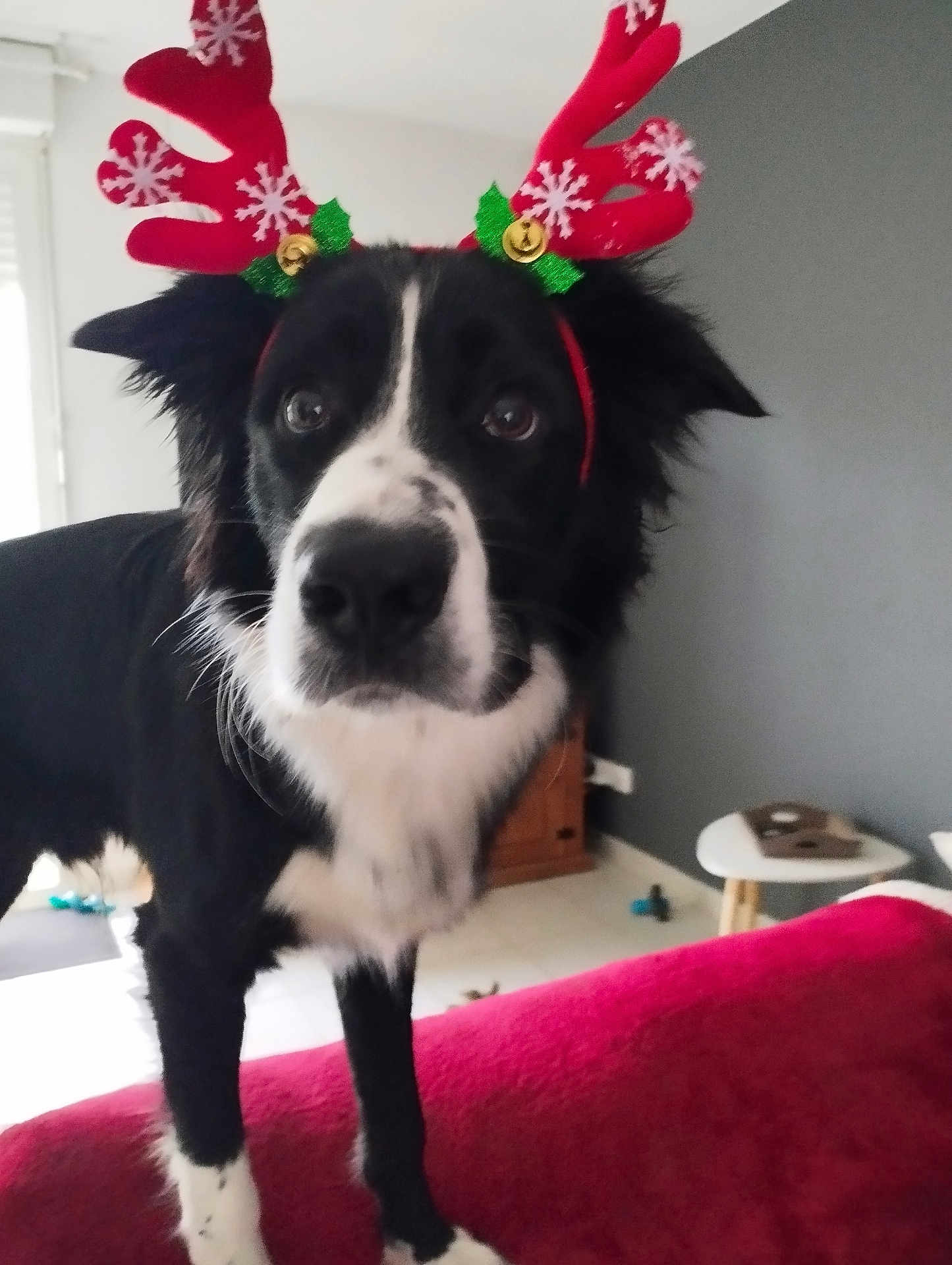 Rio participe au concours pour gagner de l'argent avec cette photo : dog, black_and_white, antlers, christmas, holiday, indoor, pet, curious, furry, animal, decorations, red, white, face, ears, floor, furniture, table, living_room, close_up