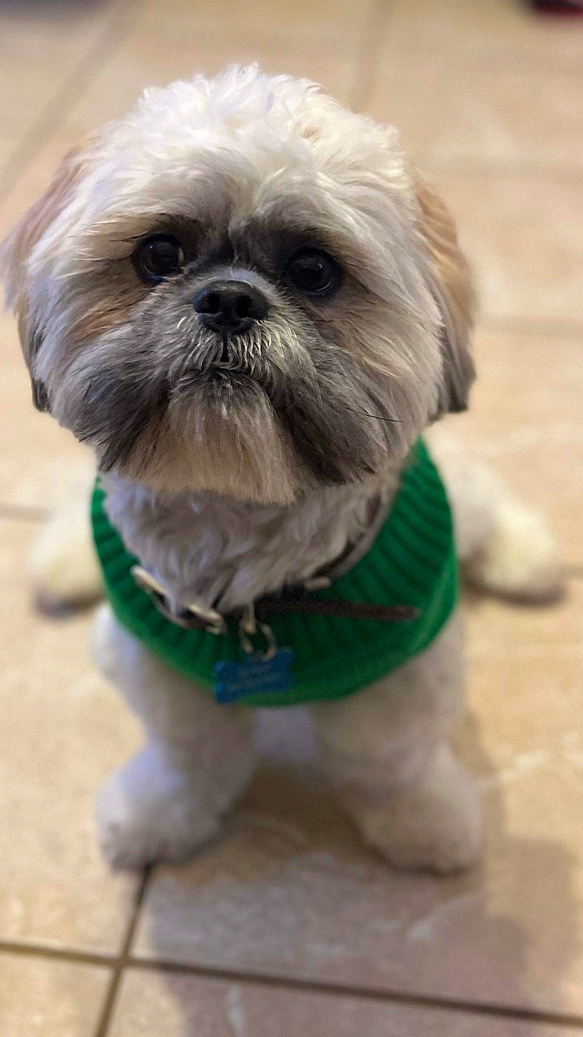 Chucho joined the competition — help win amazing prizes! canidae, carnivore, collar, companion_dog, dog, dog_breed, dog_clothes, dog_collar, dog_supply, fawn, fur, liver, pet_supply, shih_tzu, small_terrier, snout, sporting_group, terrier, toy_dog, working_animal