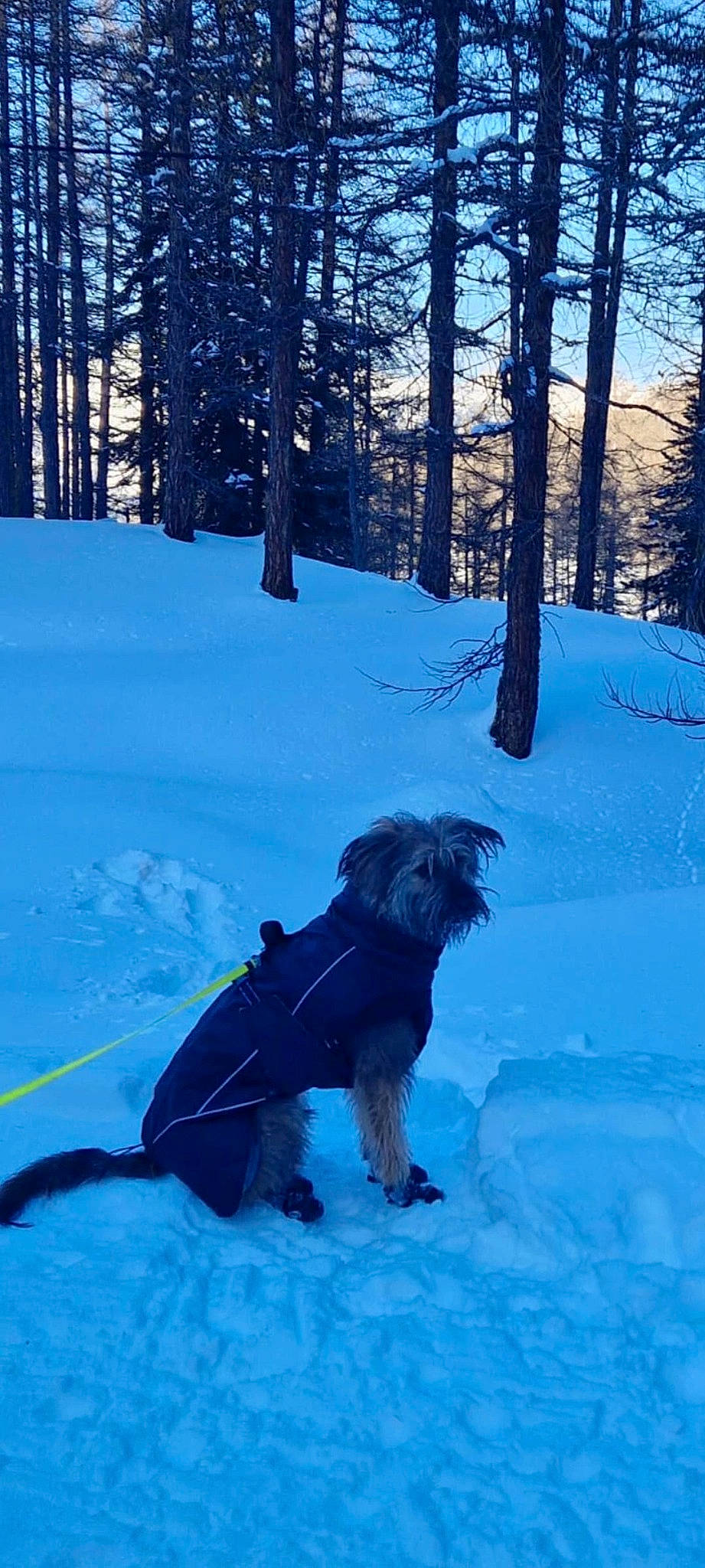 Thor a rejoint le concours — aidez-le/la à gagner de superbes lots ! adventure, canidae, carnivore, companion_dog, dog, dog_breed, dog_supply, electric_blue, forest, freezing, geological_phenomenon, glacial_landform, recreation, sky, slope, snow, sporting_group, tail, tree, winter