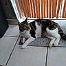 animal, cat, curtains, domestic, door, feline, floor_tiles, home, indoor, looking_away, mat, natural_light, pet, relaxed, resting, tabby_cat, tile_floor, white_cat, window_blinds, wooden_blinds
