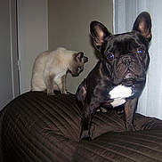 Bounty a rejoint le concours — aidez-le/la à gagner de superbes lots ! cat, dog, siamese_cat, french_bulldog, indoor, couch, pets, animal, brown_blanket, curious, looking_down, looking_at_camera, ears, fur, domestic_animal, companion, household, furniture, pet_duo, curiosity