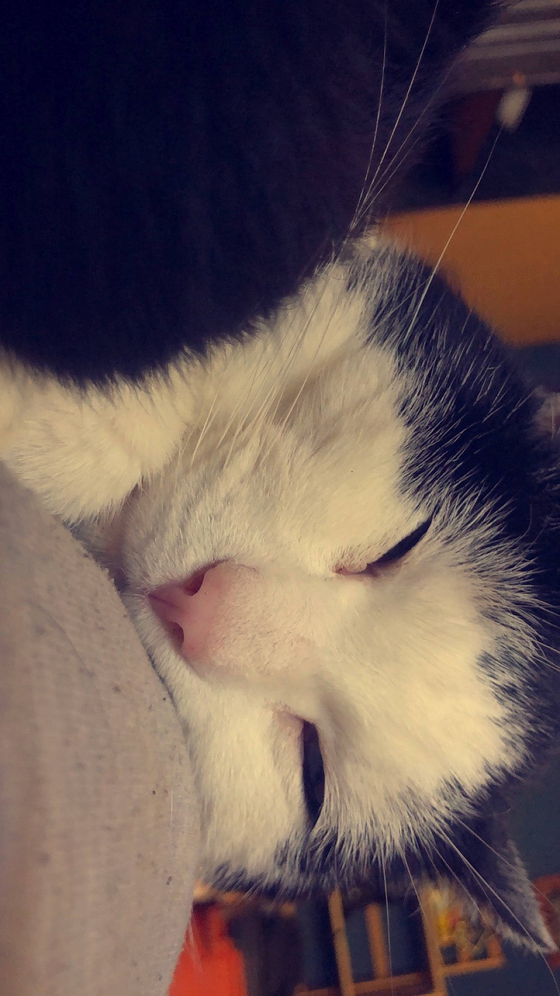 David is registered to the contest to win money with this photo: carnivore, cat, cloud, comfort, cumulus, domestic_short_haired_cat, ear, felidae, fur, head, leg, meteorological_phenomenon, nap, nose, paw, sky, small_to_medium_sized_cats, snout, tail, whiskers