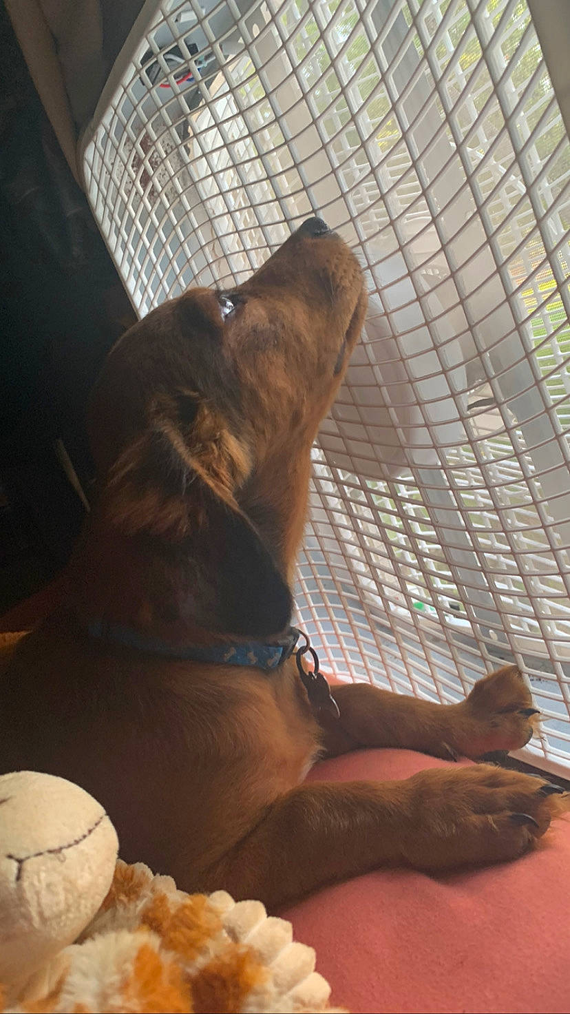 Balto is registered to the contest to win money with this photo: animal_shelter, art, canidae, carnivore, comfort_food, companion_dog, dog, dog_breed, fawn, felidae, fur, guard_dog, liver, paw, small_to_medium_sized_cats, spaniel, sporting_group, tail, whiskers, wood