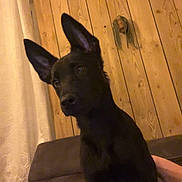 Blackops participe au concours pour gagner de l'argent avec cette photo : dog, black_dog, indoor, couch, wooden_wall, curtain, pet, animal, ears, looking, home, cozy, blanket, furniture, canine, companion, domestic, living_room, curious, sitting