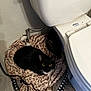 cat, cats, black_cat, tortoiseshell_cat, blanket, bathroom, toilet, floor, leopard_print, pet_bed, cozy, indoor, animal, feline, curled_up, resting, fur, eyes, dark, shadow
