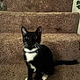 cat, tuxedo_cat, pet, indoor, carpeted_stairs, black_and_white, whiskers, sitting, curious, animal, feline, collar, paws, staircase, home, plant, greenery, cute, alert, domestic_cat