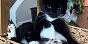 Sonora is registered to the contest to win money with this photo: cat, tuxedo_cat, pet, animal, indoor, basket, woven, furniture, paw, black_and_white, relaxed, cute, whiskers, home, plant, shelf, curious, portrait, closeup, cozy