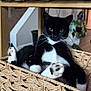 cat, tuxedo_cat, pet, animal, indoor, basket, woven, furniture, paw, black_and_white, relaxed, cute, whiskers, home, plant, shelf, curious, portrait, closeup, cozy