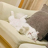 Cotton joined the competition — help win amazing prizes! cat, white_cat, fluffy, relaxed, sofa, couch, pillow, indoor, pet, feline, sleeping, cozy, home, fur, cute, resting, comfort, living_room, animal, domestic