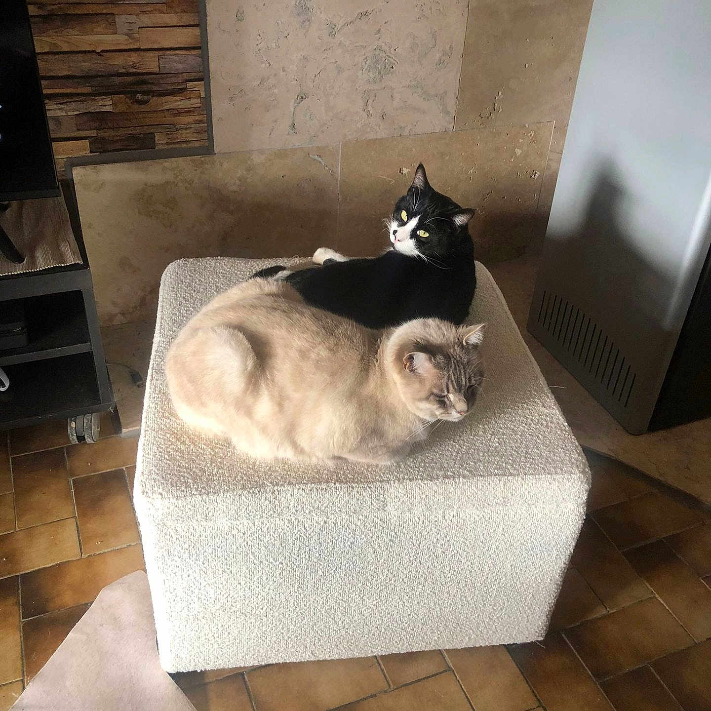 Pom Et Maurice a rejoint le concours — aidez-le/la à gagner de superbes lots ! black_and_white_cat, cat, cats, companion, cozy, cream_cat, domestic_animal, feline, floor, furniture, home, indoor, ottoman, pet, relaxing, resting, room, tile_floor, two_cats, wall