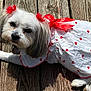 accessory, adorable, animal, canine, close_up, cute, dog, dress, fur, lying_down, outdoor, pet, red_bows, red_hearts, relaxing, small_dog, summer, sunlight, white_dog, wooden_deck