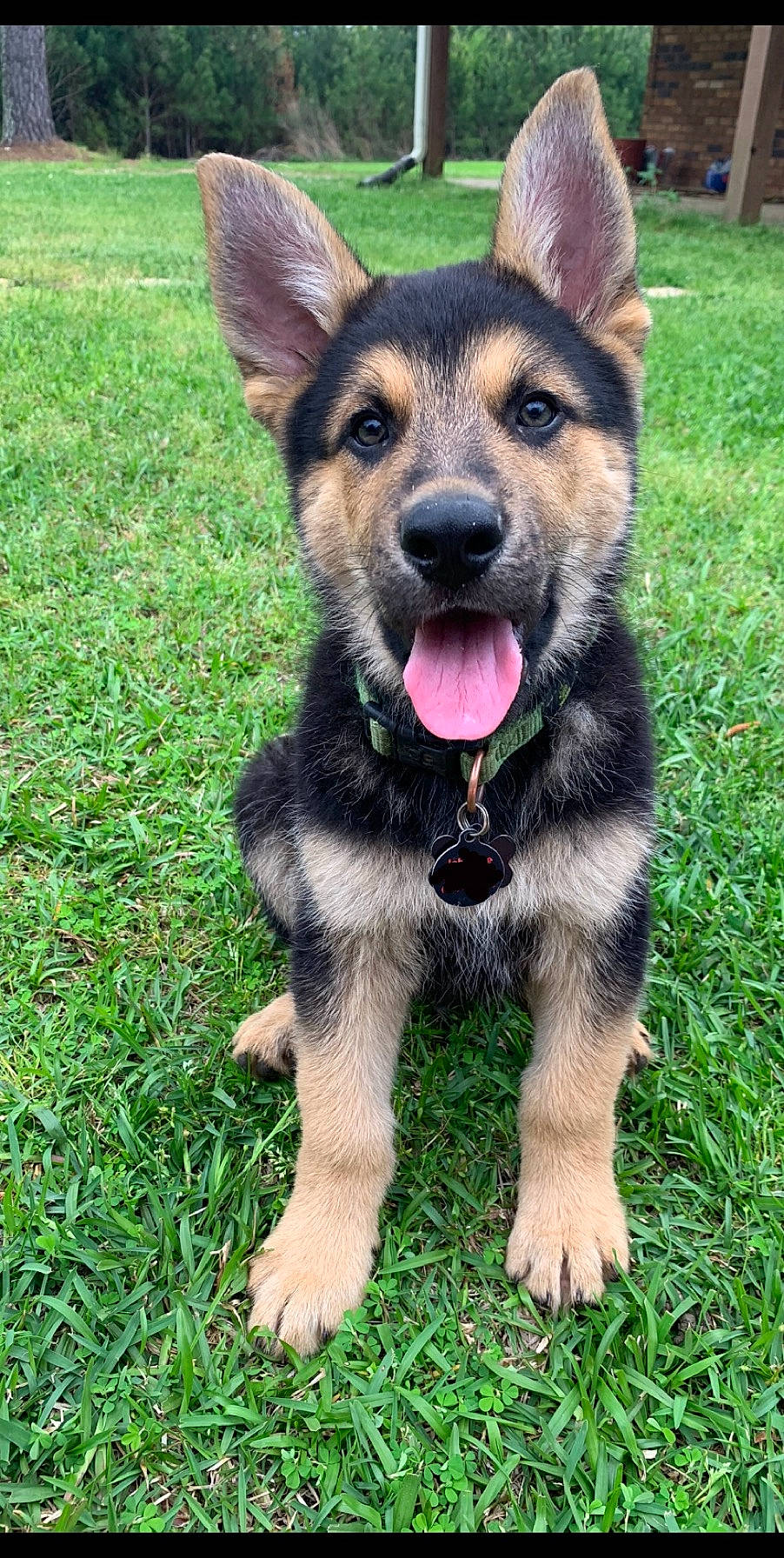 Mav joined the competition — help win amazing prizes! black_and_tan_terrier, canidae, carnivore, companion_dog, dog, dog_breed, east_european_shepherd, german_shepherd_dog, grass, king_shepherd, kunming_wolfdog, mammal, old_german_shepherd_dog, police_dog, rare_breed_dog, shiloh_shepherd_dog, snout, sporting_group, vertebrate, working_dog