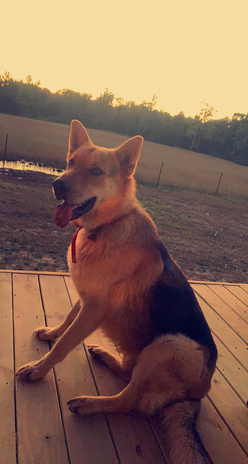 Maverick joined the competition — help win amazing prizes! canidae, canis, carnivore, cloud, collar, companion_dog, dog, dog_breed, fawn, jaw, mammal, sky, snout, sporting_group, sunlight, tail, tree, wildlife, wood, working_animal