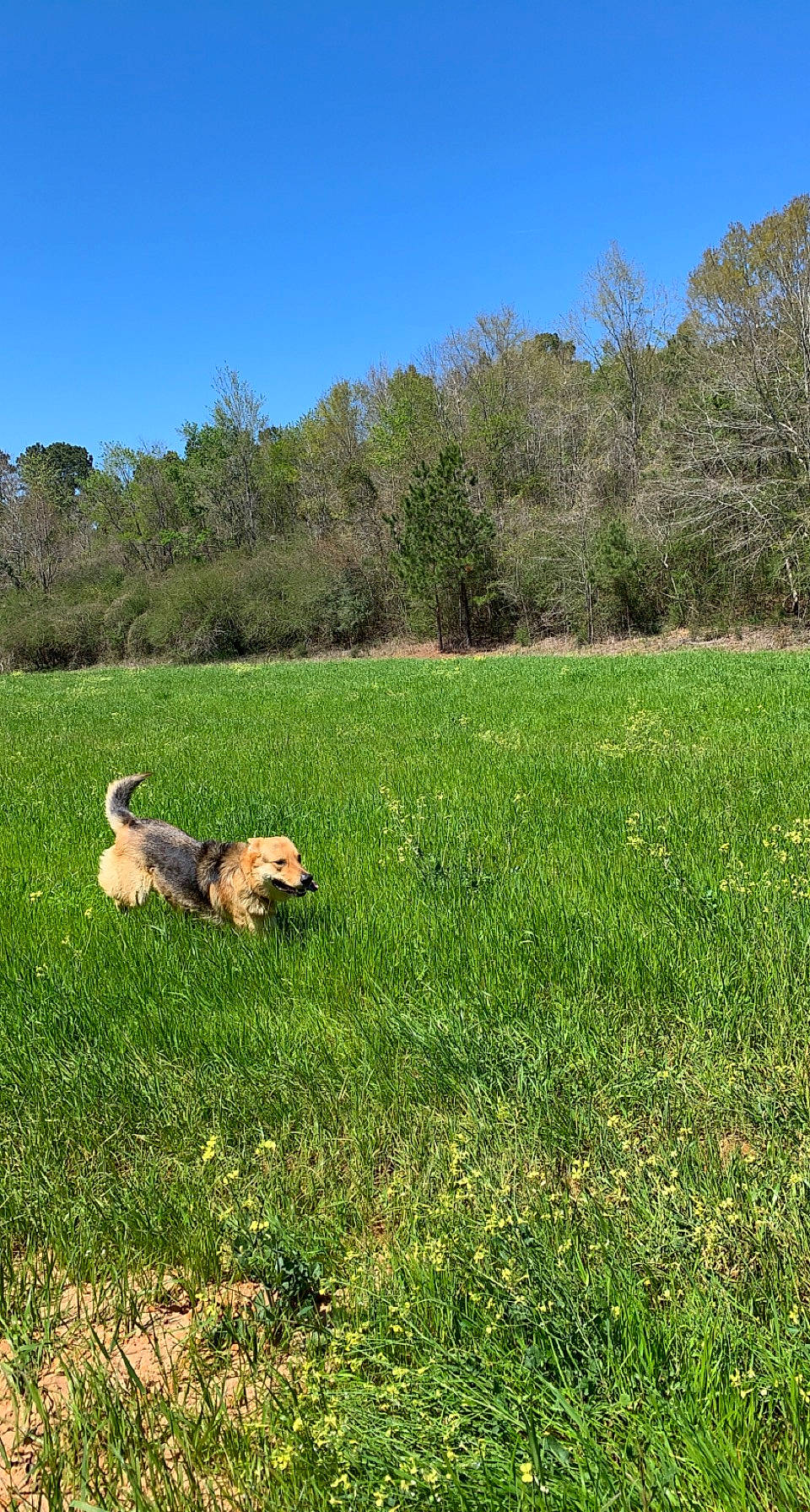 Maverick joined the competition — help win amazing prizes! carnivore, companion_dog, dog, dog_breed, fawn, field, grass, grassland, groundcover, landscape, meadow, natural_landscape, pasture, people_in_nature, plant, prairie, sky, sporting_group, tail, tree