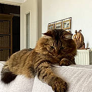 Mokka participe au concours pour gagner de l'argent avec cette photo : cat, tabby, fluffy, indoor, couch, furniture, wooden, paw, stretching, relaxed, curious, home, living_room, decor, wall_art, radiator, brown, pet, animal, cozy