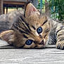 Mokka participe au concours pour gagner de l'argent avec cette photo : kitten, cat, blue_eyes, fur, whiskers, paw, outdoor, wooden_deck, close_up, animal, pet, cute, young, tabby, nature, relaxed, lying_down, small, adorable, feline