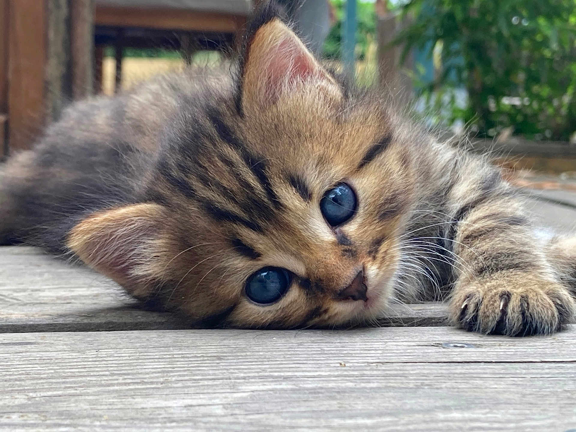 Mokka participe au concours pour gagner de l'argent avec cette photo : kitten, cat, blue_eyes, fur, whiskers, paw, outdoor, wooden_deck, close_up, animal, pet, cute, young, tabby, nature, relaxed, lying_down, small, adorable, feline