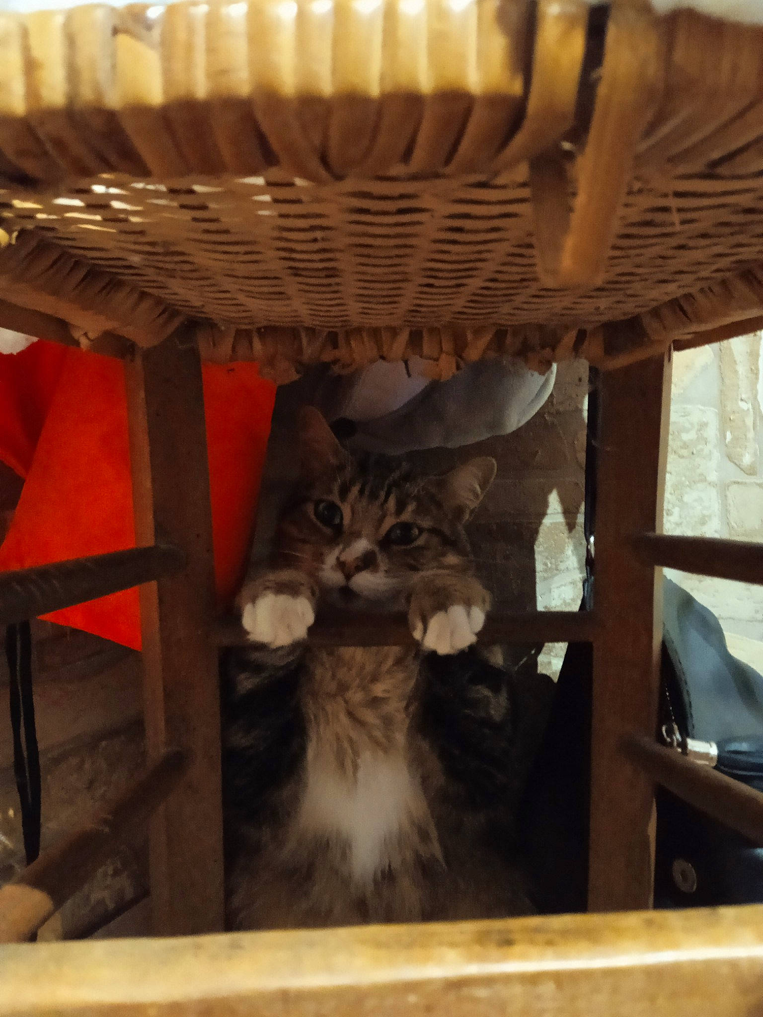 Pirate a rejoint le concours — aidez-le/la à gagner de superbes lots ! basket, carnivore, cat, cat_supply, comfort, domestic_short_haired_cat, felidae, fur, hardwood, maine_coon, outdoor_furniture, pet_supply, plywood, room, small_to_medium_sized_cats, tail, terrestrial_animal, whiskers, wood, wood_stain