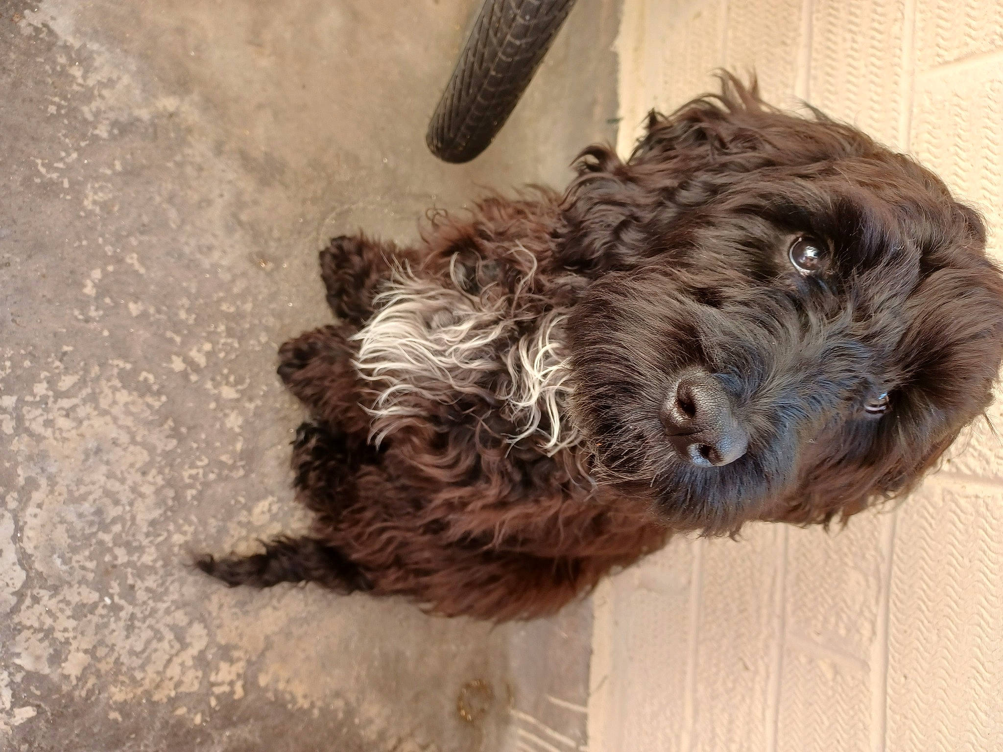 Maxie joined the competition — help win amazing prizes! bathing, canidae, carnivore, cockapoo, companion_dog, dog, dog_breed, dog_collar, fur, labradoodle, liver, poodle_crossbreed, small_terrier, snout, sporting_group, terrestrial_animal, terrier, toy_dog, water_dog, working_animal